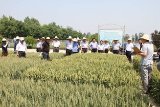 中国农业科学院作物科学研究所赵县实验基地小麦试验示范考察纪实