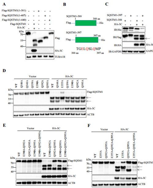 华中农业大学近期农业科学研究与试验发展新进展