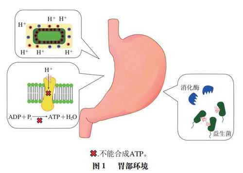 中国农业大学李媛教授团队在益生菌递送系统研究中的进展 提升耐加工贮藏稳定性与体内存活率
