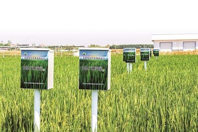 省农科院鄂州基地 现代科技赋能，感受农业发展的坚实底气